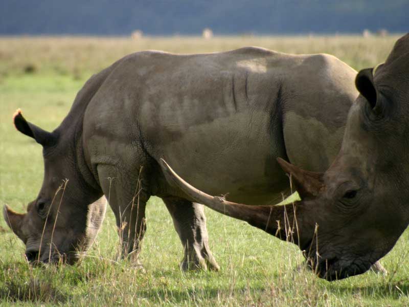 Hippo Tours & Safaris
